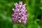 Orchis simia, commonly known as the monkey orchid