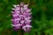 Orchis simia, commonly known as the monkey orchid