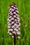 Orchis - wild orchid in  blossom