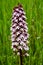 Orchis - wild orchid in  blossom