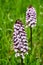 Orchis - wild orchid in  blossom