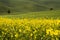 Orciano Pisano, Tuscany, Italy, landscape