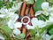 The order of the `Great patriotic war` on the background of the blooming Apple tree and of the St. George`s ribbon. Heirloom.