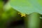Order Lepidoptera, Poisonous Caterpillars eat on lotus leaf and blur background