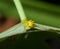 Order Lepidoptera Poisonous Caterpillars on Lotus leaf