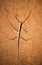 Order Phasmatodea Stick Insect