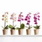 Orderly Arrangements: Five Vased Potted Orchids In John Wilhelm Style