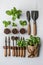 Orderly flatlay showcasing essential gardening tools with wood handles beside sprouting seedlings in terra cotta pots against