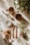 Orderly flatlay showcasing essential gardening tools with wood handles beside sprouting seedlings in terra cotta pots against