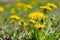 Ordinary dandelion flowers on a beautiful green meadow