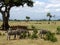 Ordinary day in African savannah, Tanzania, Ruaha National Park