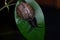 An ordinary earthen garden snail crawls on green leaves after rain, a European snail known as Cornu Aspersum.