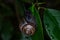 An ordinary earthen garden snail crawls on green leaves after rain, a European snail known as Cornu Aspersum.