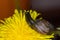 An ordinary earthen garden snail crawls over a blooming yellow dandelion flower, a European snail known as Cornu Aspersum.