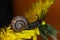 An ordinary earthen garden snail crawls over a blooming yellow dandelion flower, a European snail known as Cornu Aspersum.