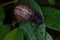 An ordinary earthen garden snail crawls over a blooming yellow dandelion flower, a European snail known as Cornu Aspersum.