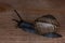 An ordinary earthen garden snail crawls on a wooden surface, a European snail known as Cornu Aspersum.