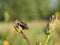 Ordinary flesh fly (Sarcophaga carnaria)