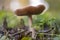 An ordinary fungus volvariella gloiocephala photographed against a light background with the slats beautifully visible in the Pr