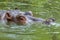 Ordinary hippopotamus in the water of the pool of the zoo aviary. The African herbivore aquatic mammals hippopotamus spends most