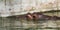 Ordinary hippopotamus in the water of the pool of the zoo aviary. The African herbivore aquatic mammals hippopotamus spends most