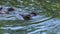 Ordinary hippopotamus in the water of the pool of the zoo aviary. The African herbivore aquatic mammals hippopotamus spends most