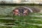 Ordinary hippopotamus in the water of the pool of the zoo aviary. The African herbivore aquatic mammals hippopotamus spends most