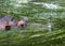 Ordinary hippopotamus in the water of the pool of the zoo aviary. The African herbivore aquatic mammals hippopotamus spends most