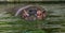 Ordinary hippopotamus in the water of the pool of the zoo aviary. The African herbivore aquatic mammals hippopotamus spends most