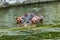 Ordinary hippopotamus in the water of the pool of the zoo aviary. The African herbivore aquatic mammals hippopotamus spends most