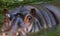 Ordinary hippopotamus in the water of the pool of the zoo aviary. The African herbivore aquatic mammals hippopotamus spends most