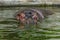 Ordinary hippopotamus in the water of the pool of the zoo aviary. The African herbivore aquatic mammals hippopotamus spends most