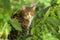 The ordinary home tabby cat looks with yellow eyes  into the camera from green grass. The background is blurred