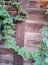 Ordinary hops curl on the wall of an old village house.