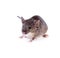 An ordinary house mouse on a white background