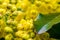 Ordinary mahonia with yellow inflorescence