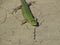 An ordinary quick green lizard. Lizard on dry ground. Sand lizard, lacertid lizard