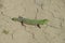 An ordinary quick green lizard. Lizard on dry ground. Sand lizard, lacertid lizard