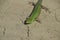 An ordinary quick green lizard. Lizard on dry ground. Sand lizard, lacertid lizard