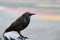 An ordinary starling. Bird in beautiful breeding plumage on a blurred background