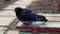 Ordinary street pigeon sits on bench in yard and shakes off its feathers. Close-up. A wild city bird walks in a park in