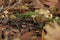 Ordinary Sulfur Head Fungi in a forest