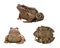 An ordinary water frog in three projections, isolated on a white background. Collection, set