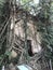 Ordination Hall of Bang Kung Temple was built in the Ayutthaya period and covered with roots of four trees.