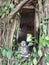 Ordination Hall of Bang Kung Temple was built in the Ayutthaya period and covered with roots of four trees.