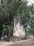 Ordination Hall of Bang Kung Temple was built in the Ayutthaya period and covered with roots of four trees.