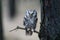 Oreal Owl known also as Tengmalmâ€˜s Owl or Richardson`s Owl, Aegolius funereus