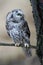 Oreal Owl known also as Tengmalmâ€˜s Owl or Richardson`s Owl, Aegolius funereus