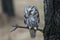 Oreal Owl known also as Tengmalmâ€˜s Owl or Richardson`s Owl, Aegolius funereus