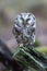 Oreal Owl known also as Tengmalmâ€˜s Owl or Richardson`s Owl, Aegolius funereus